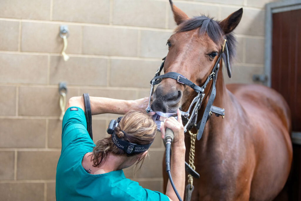 how many teeth do horses have
